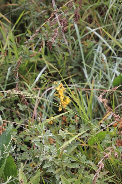 Rhynchosia cooperi, photographed by Tony Rebelo