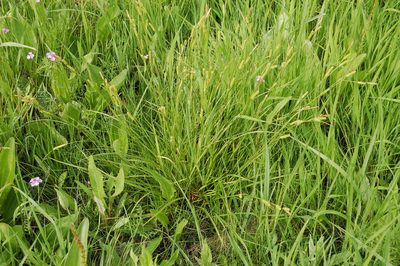 Carex diluta, photographed by Alexander Dubynin