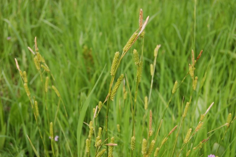 Carex diluta, photographed by Alexander Dubynin
