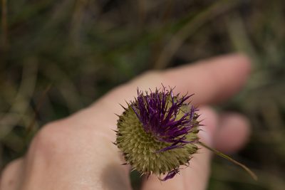 Jurinea mollis, photographed by Christina s.l.