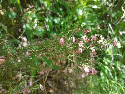 Erica australis, photographed by Martiño Cabana Otero