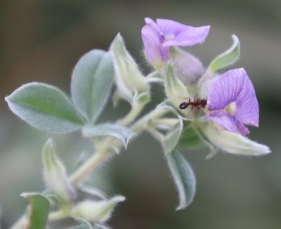 Lotononis lotononoides, photographed by Tony Rebelo