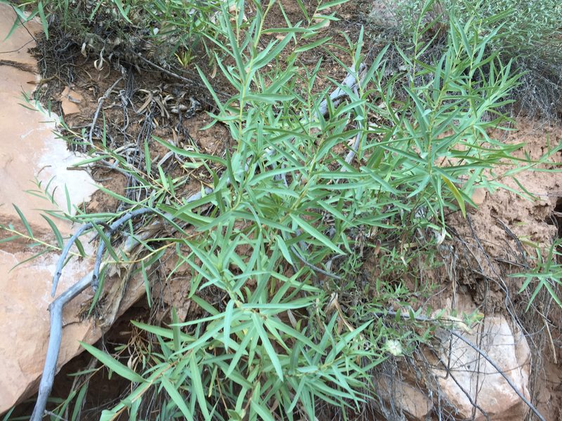 Herrickia glauca, photographed by Robbie Hannawacker