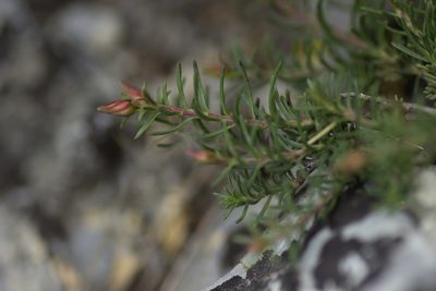 Fumana procumbens, photographed by Christina s.l.