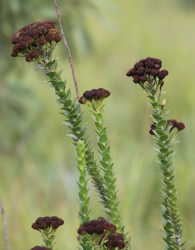 Inulanthera leucoclada, photographed by Tony Rebelo
