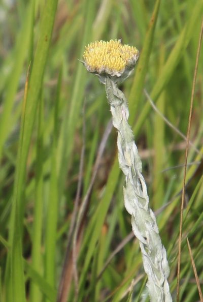 Helichrysum glomeratum, photographed by Tony Rebelo