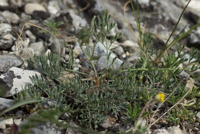 Trinia glauca, photographed by Christina s.l.