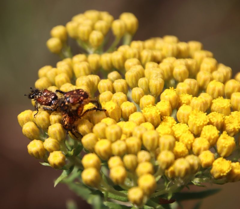 Inulanthera calva, photographed by Tony Rebelo