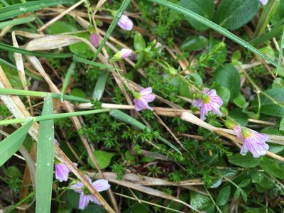Claytonia sarmentosa, photographed by Jason Grant
