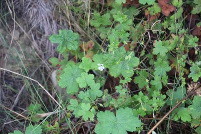 Geranium wakkerstroomianum, photographed by Tony Rebelo