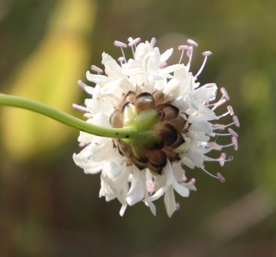 Cephalaria oblongifolia, photographed by Tony Rebelo