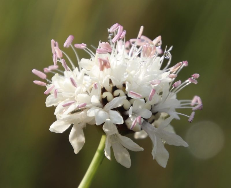Cephalaria oblongifolia, photographed by Tony Rebelo