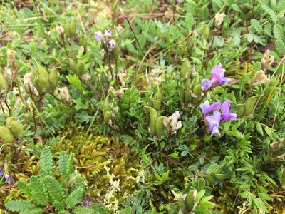 Oxytropis scammaniana, photographed by Jason Grant