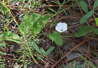 Stylisma humistrata, photographed by Lauren McLaurin