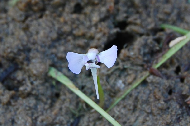 Utricularia tubulata, photographed by Thilo Krueger