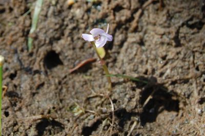 Utricularia tubulata, photographed by Thilo Krueger
