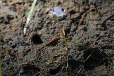 Utricularia tubulata, photographed by Thilo Krueger