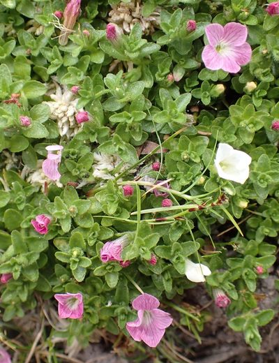 Gratiola pubescens, photographed by corunastylis