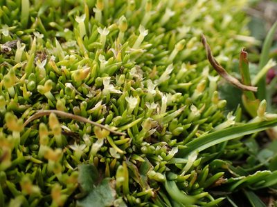 Scleranthus biflorus, photographed by corunastylis