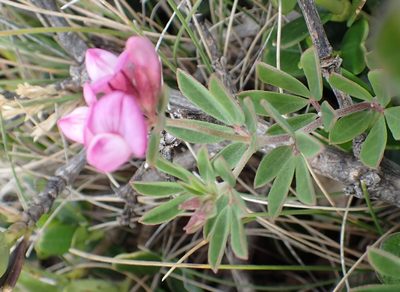 Lotus australis, photographed by corunastylis