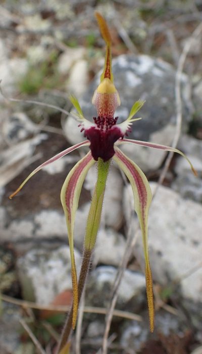 Caladenia dilatata, photographed by corunastylis