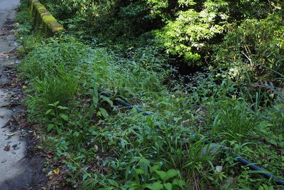 Cynoglossum zeylanicum, photographed by Lin Scott