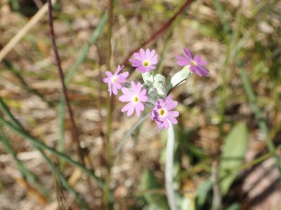 Primula incana, photographed by naokitakebayashi