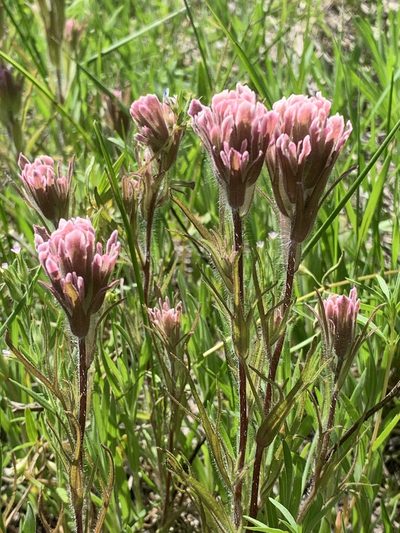 Castilleja pilosa, photographed by Leah Gardner
