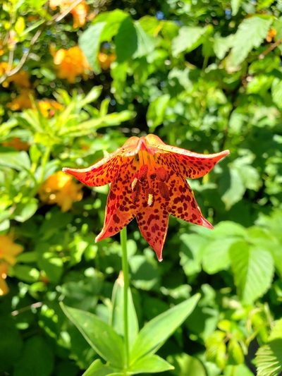 Lilium grayi, photographed by snail_hiker