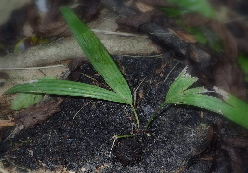 Satranala decussilvae, photographed by Romer N. Rabarijaona
