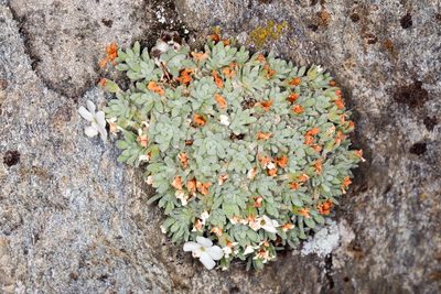 Androsace argentea, photographed by Drepanostoma