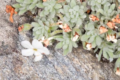 Androsace argentea, photographed by Drepanostoma