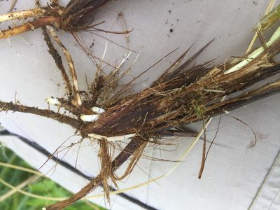 Carex appropinquata, photographed by Andre Hosper