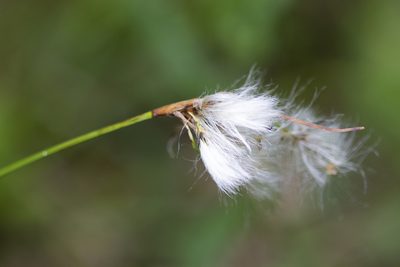 Eriophorum viridicarinatum, photographed by Randy A Nonenmacher