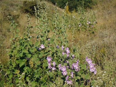 Alcea biennis, photographed by Roman