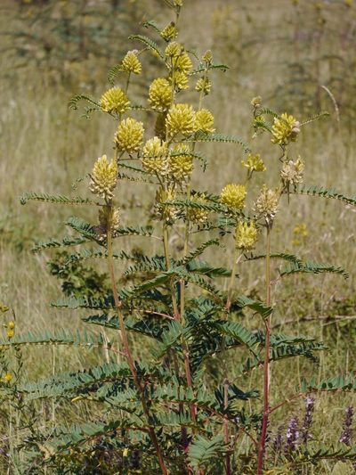 Astragalus ponticus, photographed by Roman