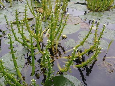 Hottonia inflata, photographed by Laura J. Costello
