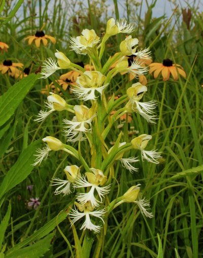 Platanthera leucophaea, photographed by aarongunnar