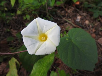 Ipomoea neurocephala, photographed by Alexis López Hernández