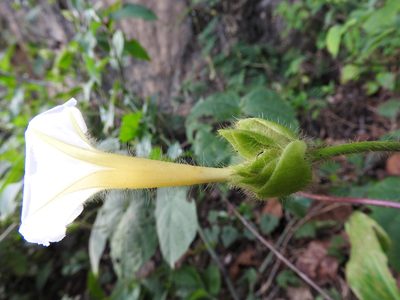 Ipomoea neurocephala, photographed by Alexis López Hernández