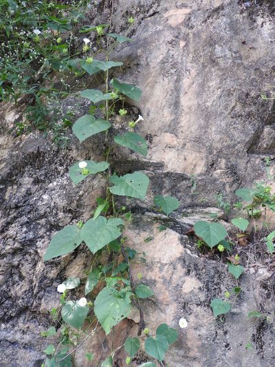 Ipomoea neurocephala, photographed by Alexis López Hernández
