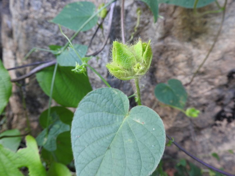 Ipomoea neurocephala, photographed by Alexis López Hernández