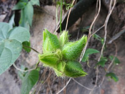 Ipomoea neurocephala, photographed by Alexis López Hernández