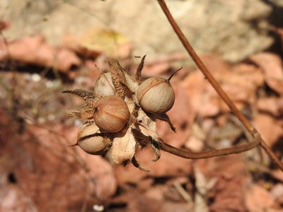 Ipomoea neurocephala, photographed by Alexis López Hernández