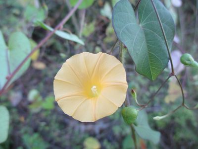 Ipomoea microsepala, photographed by Alexis López Hernández