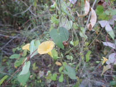 Ipomoea microsepala, photographed by Alexis López Hernández