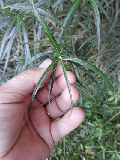 Grazielia serrata, photographed by Edson Luis Fabro Gasperin