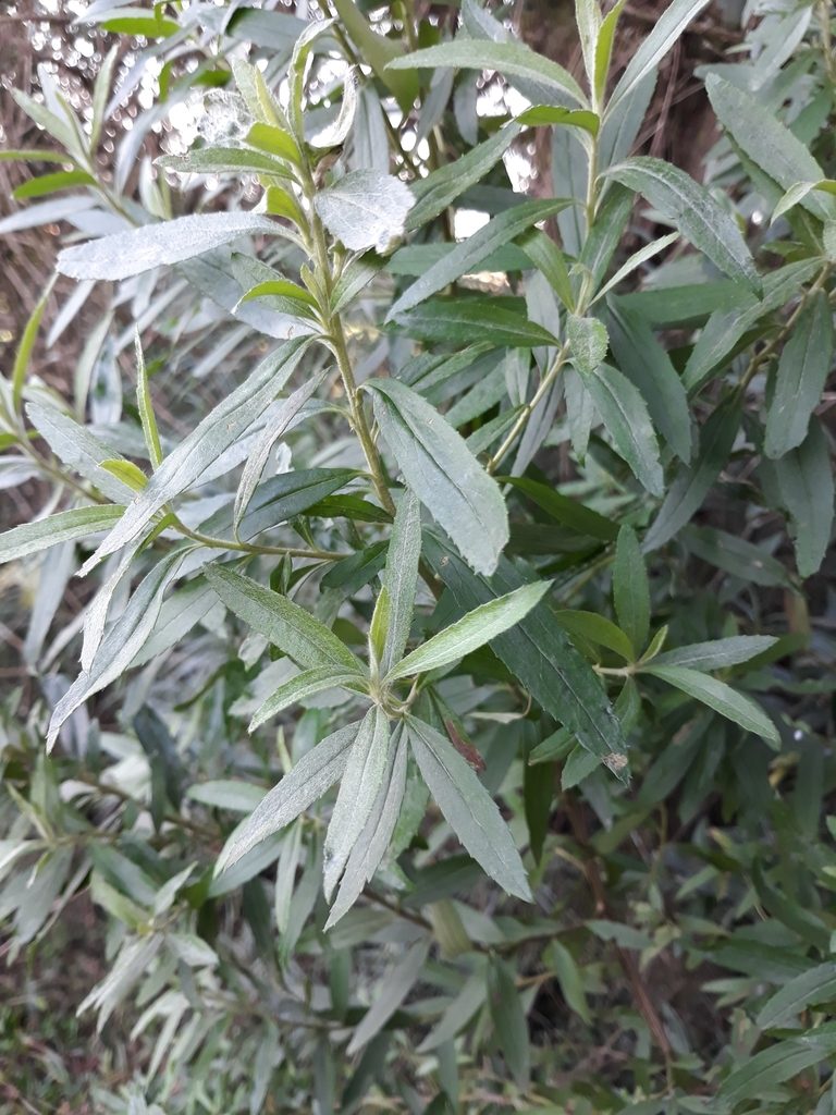 Baccharis semiserrata, photographed by Edson Luis Fabro Gasperin