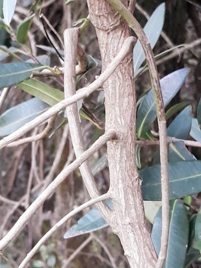 Baccharis semiserrata, photographed by Edson Luis Fabro Gasperin