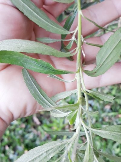 Baccharis semiserrata, photographed by Edson Luis Fabro Gasperin